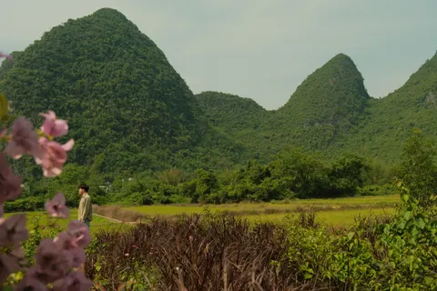 Pink blossoms and reeds spread below rounded karst mountains in Yangshuo.