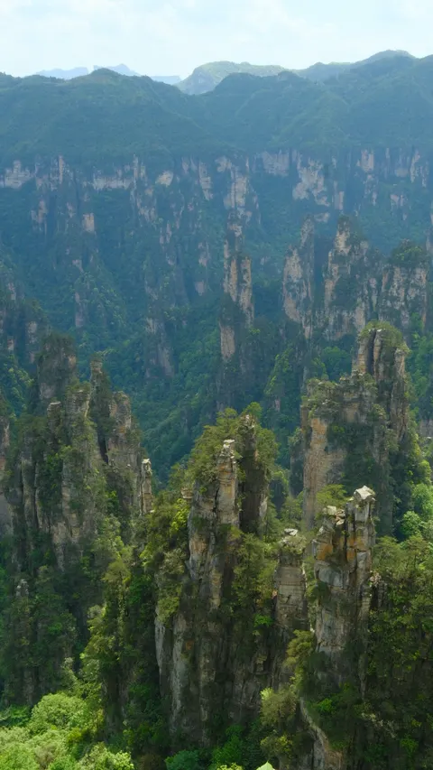 Tall stone pillars rise through dense green forest in Zhangjiajie.