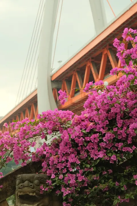 Pink bougainvillea spills beside a modern bridge in Chongqing.