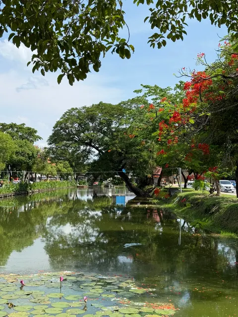 A flowering tree arches over a reflective garden pond in Chiang Mai.