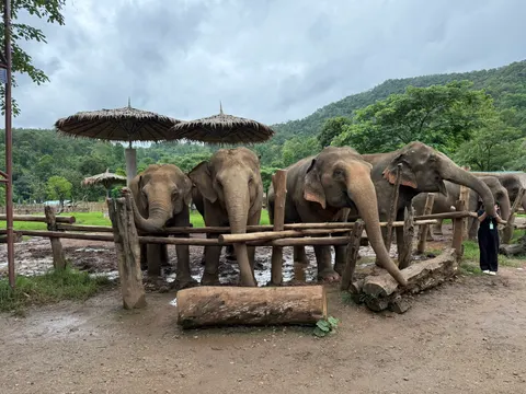 Elephants stand together behind a wooden railing in northern Thailand.