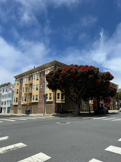 A flowering tree shades a cream corner building in San Francisco.